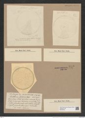 Stictodiscus nankoorensis Grun. (de-Toni-Nr.: Genus 205, Species 5227) Zeichnungen Sammlung Grunow Nr. 9023 (NHMW-BOT-W0378736)